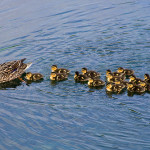 16 Little Ducklings!