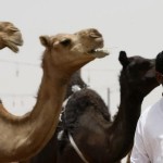 African camels show MERS virus more widespread than believed - Sydney Morning Herald